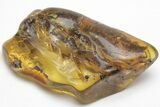 Detailed Fossil Cicada Larva (Auchenorrhyncha) In Baltic Amber #207523-1